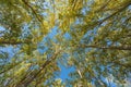 Treetops in a poplar forest in southern Spain