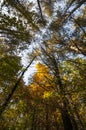 Treetops Purgatory Chasm