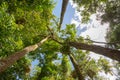 Treetops in the rainforest nearby Port Douglas, Queensland, Australia Royalty Free Stock Photo