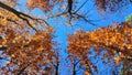 Treetops with red orange brown leaves swaying in wind background clear blue sky Royalty Free Stock Photo