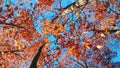 Treetops with red orange brown leaves swaying in wind background clear blue sky Royalty Free Stock Photo