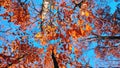 Treetops with red orange brown leaves swaying in wind background clear blue sky Royalty Free Stock Photo