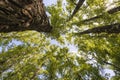 Treetops seen from below