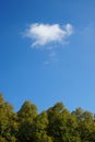 Treetops and sky on a sunny day Royalty Free Stock Photo