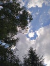 treetops and unusual cloud