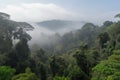 treetops, with view of smoky jungle below