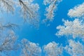 Through the treetops you can see the blue sky. Crowns of birches in winter are covered with frost against the blue sky. Royalty Free Stock Photo