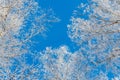 Through the treetops you can see the blue sky. Crowns of birches in winter are covered with frost against the blue sky. Royalty Free Stock Photo