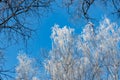 Through the treetops you can see the blue sky. Crowns of birches in winter are covered with frost against the blue sky. Royalty Free Stock Photo