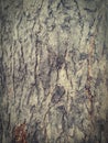 Treetrunk