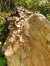 Treetrunk in a park