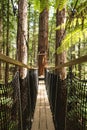 Treewalk through Forest of Tree Ferns and Giant Redwoods in Whakarewarewa Forest near Rotorua