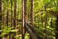 Treewalk through Forest of Tree Ferns and Giant Redwoods in Whakarewarewa Forest near Rotorua, New Zealand