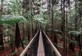 Treewalk in Whakarewarewa Forest near Rotorua, New Zealand