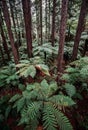 Treewalk in Whakarewarewa Forest near Rotorua, New Zealand