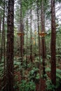 Treewalk in Whakarewarewa Forest near Rotorua, New Zealand