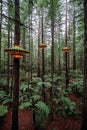 Treewalk in Whakarewarewa Forest near Rotorua, New Zealand