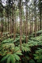 Treewalk in Whakarewarewa Forest near Rotorua, New Zealand