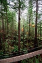 Treewalk in Whakarewarewa Forest near Rotorua, New Zealand