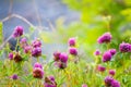 Trefoil flowers of zigzag clover, blooming in a farm forb field, soft and pastel colors of a sunny summer midday Royalty Free Stock Photo