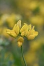 Common birdâs-foot Lotus corniculatus, close-up of yellow flowers