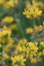 Common birdâs-foot Lotus corniculatus, yellow flowers