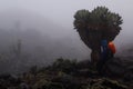 Trekker at Kilimanjaro