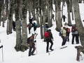 Snowshoes forest Royalty Free Stock Photo