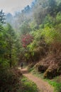 A trekker trekking through dense forest towards Varsey Rhododendron Sanctuary or Barsey Rhododendron Sanctuary. A very popular