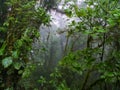 Trekkin tour in Monteverde