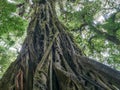 Trekkin tour in Monteverde