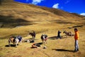 Trekking in Cordiliera Huayhuash