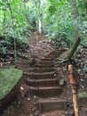 Trekking in Cerro Danta, Heredia, Costa Rica. Green vegetation growing wildly