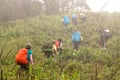 Trekking in the forest