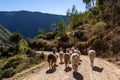 Trekking with llamas on the route from Lares in the Andes Royalty Free Stock Photo