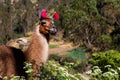 Trekking with llamas on the route from Lares in the Andes Royalty Free Stock Photo