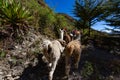 Trekking with llamas on the route from Lares in the Andes Royalty Free Stock Photo