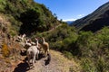 Trekking with llamas on the route from Lares in the Andes Royalty Free Stock Photo