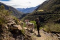 Trekking with llamas on the route from Lares in the Andes Royalty Free Stock Photo