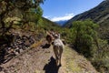 Trekking with llamas on the route from Lares in the Andes Royalty Free Stock Photo