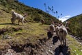 Trekking with llamas on the route from Lares in the Andes Royalty Free Stock Photo