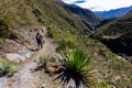 Trekking with llamas on the route from Lares in the Andes Royalty Free Stock Photo
