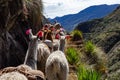 Trekking with llamas on the route from Lares in the Andes Royalty Free Stock Photo