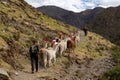 Trekking with llamas on the route from Lares in the Andes Royalty Free Stock Photo