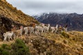 Trekking with llamas on the route from Lares in the Andes Royalty Free Stock Photo