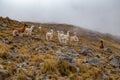 Trekking with llamas on the route from Lares in the Andes Royalty Free Stock Photo