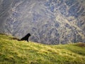 Trekking in mountains with Indian Himalayan Mountains wild dogs. Persons best friend and partner. Royalty Free Stock Photo