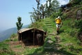 Trekking in Nepal Himalayas. Male tourist hiking on green path next to buffalo farm house