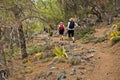 Trekking through pine tree forest along coastline on e4 trail between Loutro and Agia Roumeli at south-west od Crete island