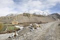 Trekking road in Himalaya Royalty Free Stock Photo